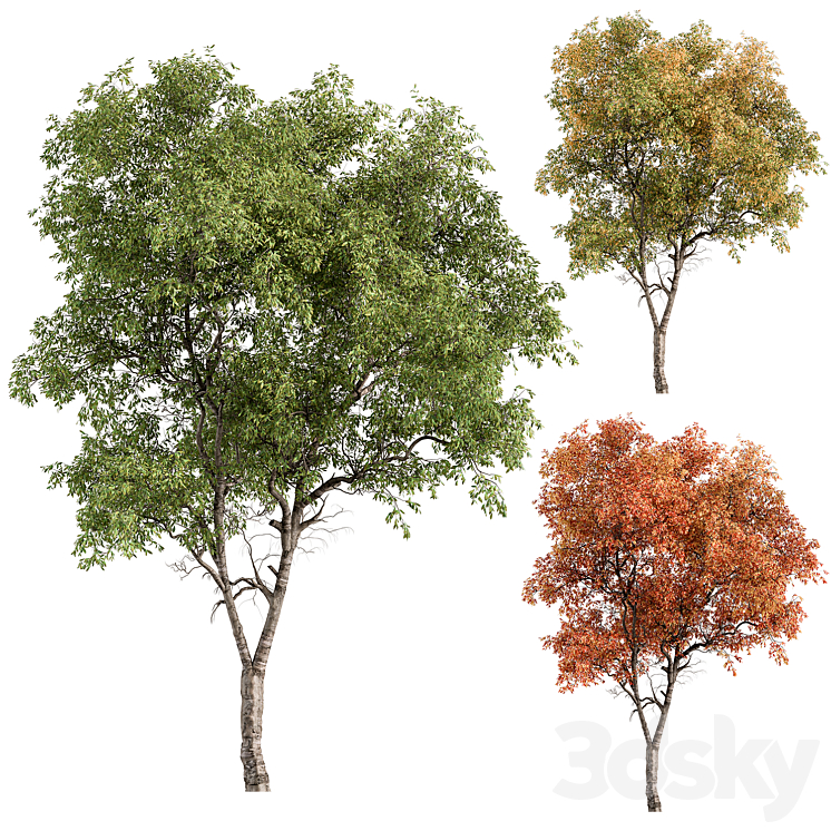 BROADLEAF TREE TREE SET 227 