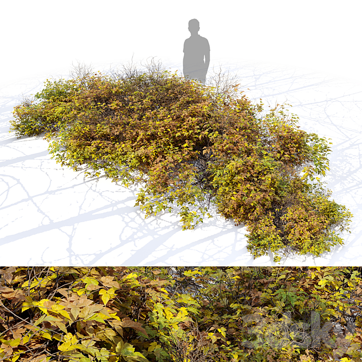BUSH 024 