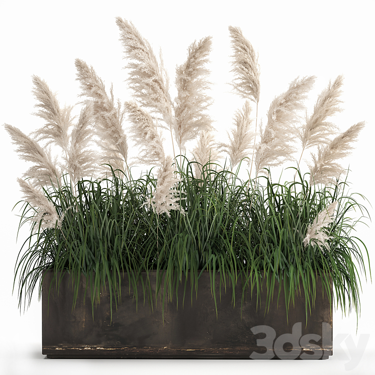 BUSH_WHITE_PAMPAS_GRASS_IN_A_STREET_RUSTY_METAL_POT_WHITE_REED_CORTADERIA 