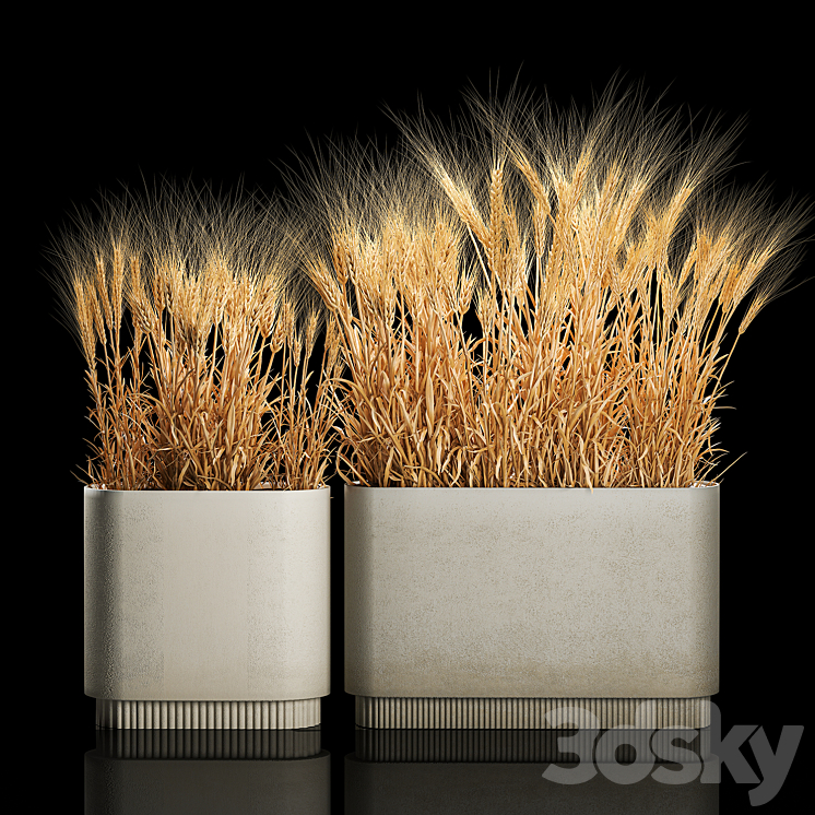 BUSHES_OF_SPIKELETS_OF_DRY_WHEAT_IN_FLOWERPOTS_DRIED_FLOWERS_ECO 