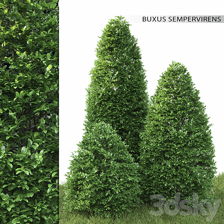 BUXUS 