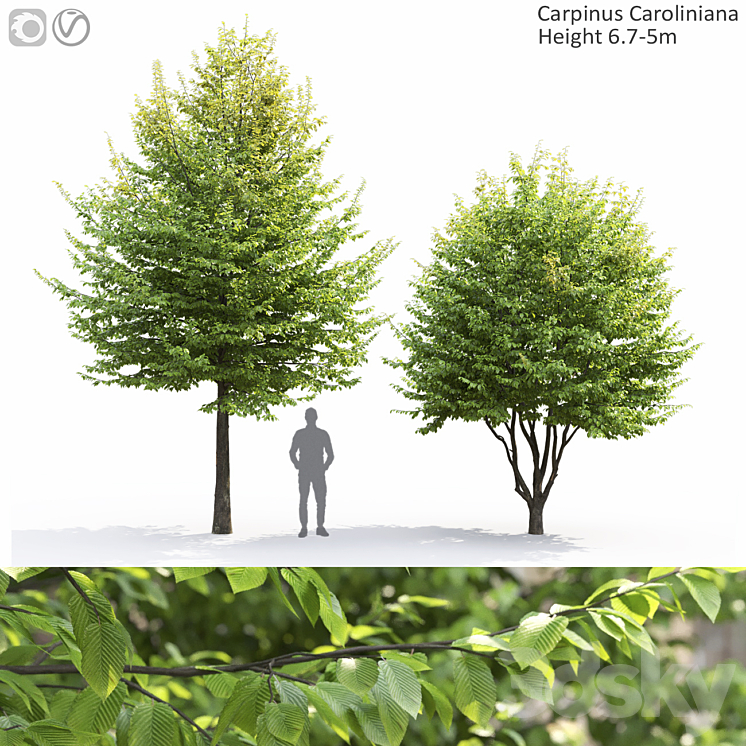 CARPINUS CAROLINIANA 