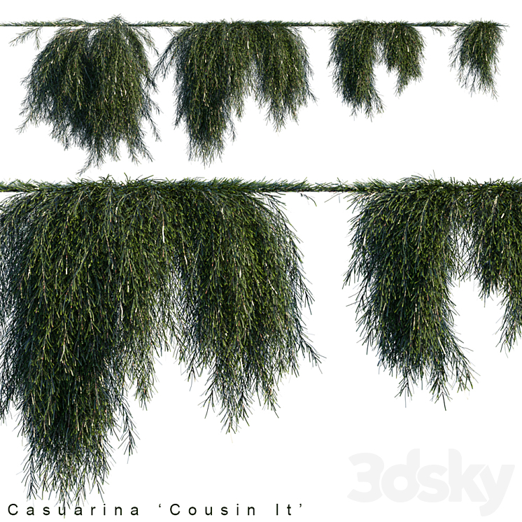 CASUARINA COUSIN IT CREEPER 