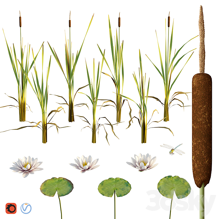 CATTAIL WATER LILY DRAGONFLY 