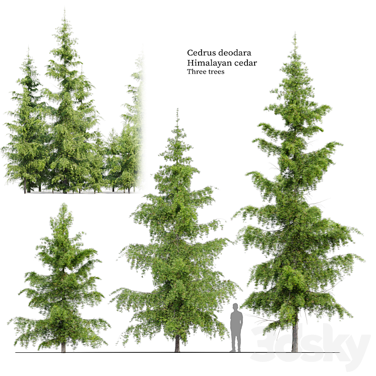 CEDRUS DEODARA 