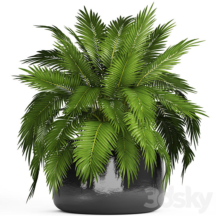 CHAMAEDOREA_CATARACTARUM_HAMEDOREA_BUSH_PALM_TREE_OUTDOOR_POT_FLOWERPOT 