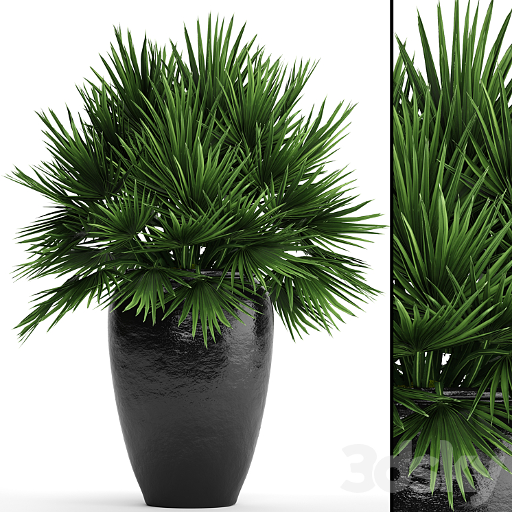 CHAMAEROPS_PALM_CHAMAEROPS_PALM_TREE_BUSH_POT_FLOWERPOT_OUTDOOR 