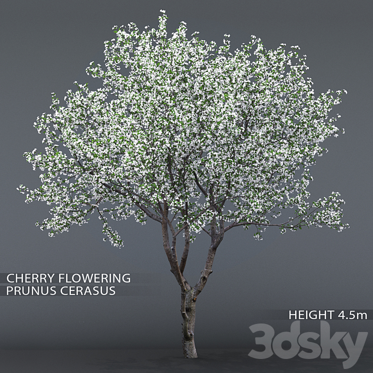CHERRY TREE FLOWERING CERASUS # 1 