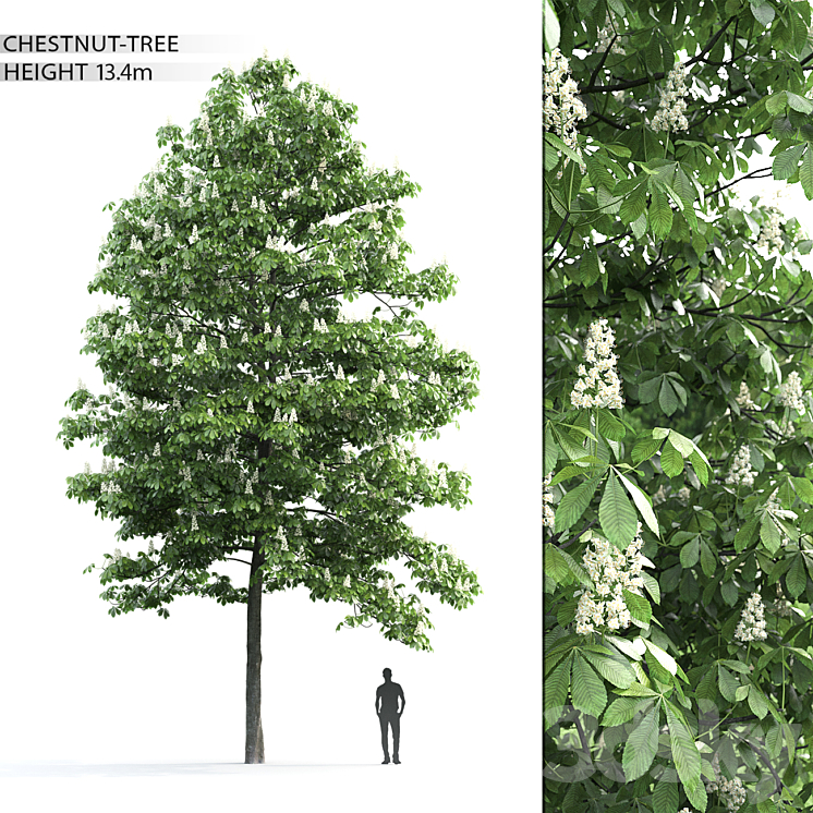 CHESTNUT 3 