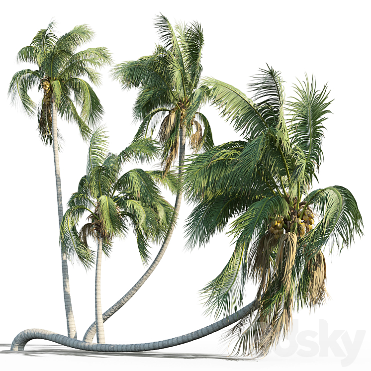 COCOS NUCIFERA COCONUT TREE 