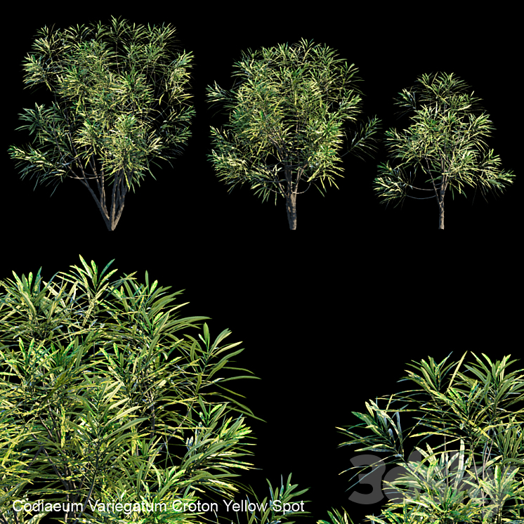 CODIAEUM VARIEGATUM CROTON YELLOW SPOT 