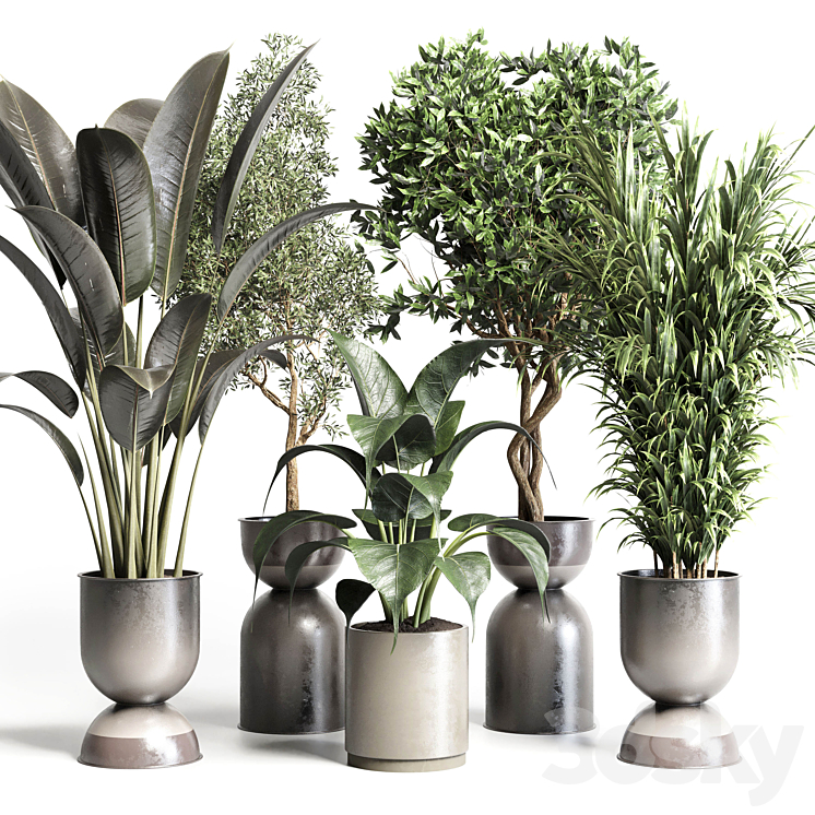 COLLECTION_INDOOR_PLANT_156_POT_PLANT_FICUS_RUBBERY_PALM_CONCRETE 