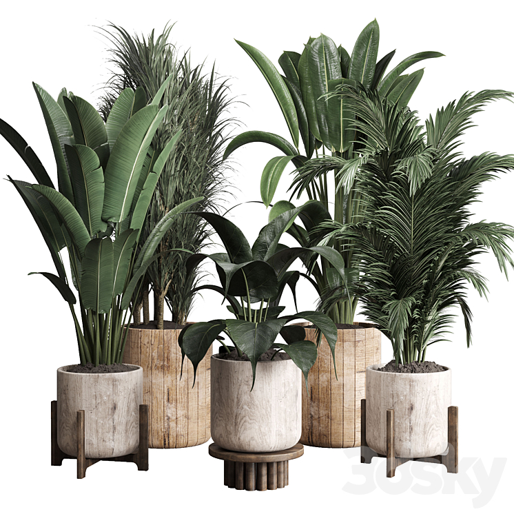 COLLECTION_INDOOR_PLANT_174_POT_PLANT_FICUS_RUBBERY_PALM_RAVENALA 