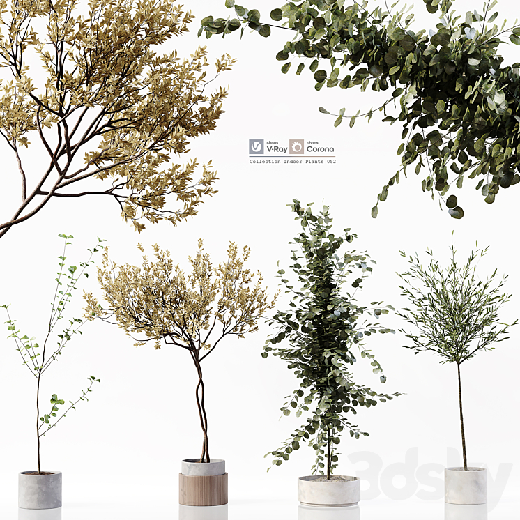 COLLECTION INDOOR PLANTS 052 