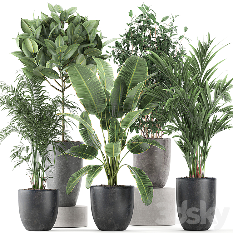 COLLECTION_OF_INDOOR_PLANTS_BANANA_PALM_FICUS_TREE_IN_BLACK_POTS 