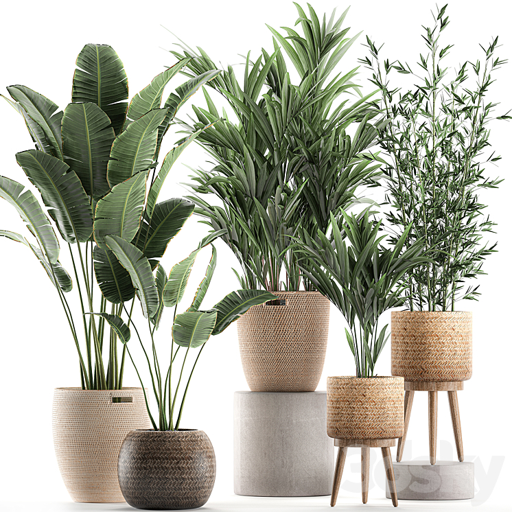 COLLECTION_OF_INDOOR_PLANTS_IN_RATTAN_BASKETS_WITH_PALM_BAMBOO_BANANA 