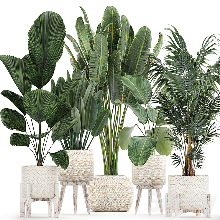 COLLECTION_OF_INTERIOR_PLANTS_IN_WHITE_RATTAN_BASKETS_FLOWERPOT 