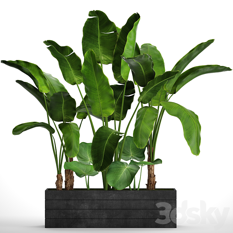 COLLECTION_OF_PLANTS_73_TROPICAL_PLANTS_STRELITZIA_BANANA_BUSHES 
