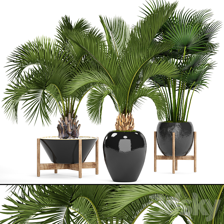 COLLECTION_OF_PLANTS_78_PALM_TREES_POT_BLACK_FLOWERPOT_DECORATIVE 