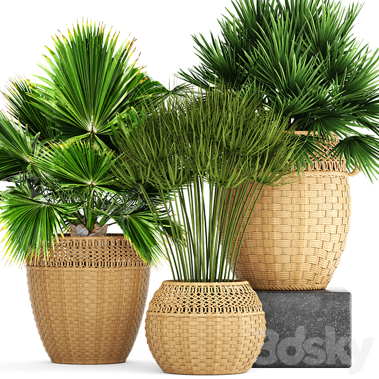 COLLECTION_OF_PLANTS_103_CHAMEROPS_BRACHEA_FAN_PALM_WICKER_BASKET 