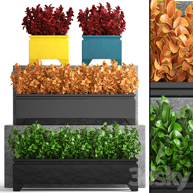 COLLECTION_OF_PLANTS_110_BARBERRY_BARBERRY_THUNBERG_BUSHES_LANDSCAPING 