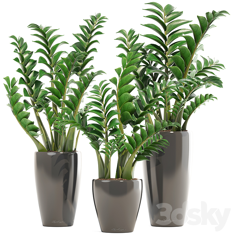 COLLECTION_OF_PLANTS_192_ZAMIOCULCAS_FLOWER_POT_BUSH_FLOWERPOT_INTERIOR 