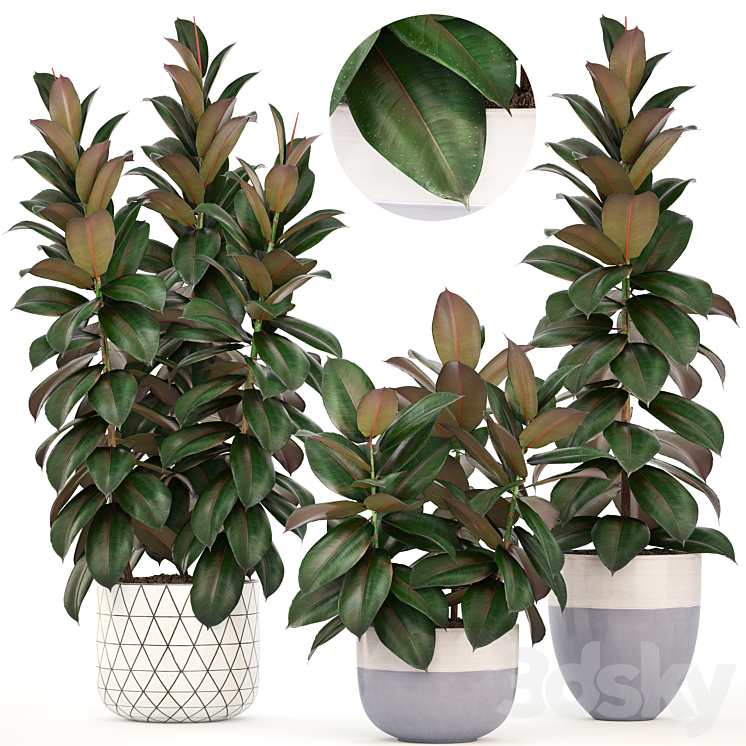 COLLECTION_OF_PLANTS_204_FICUS_ROBUSTA_TREE_BUSH_INTERIOR_INDOOR 