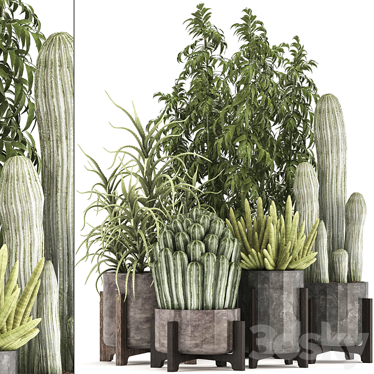 COLLECTION_OF_PLANTS_325_CACTUS_THICKETS_INDOOR_PLANTS_CONCRETE 