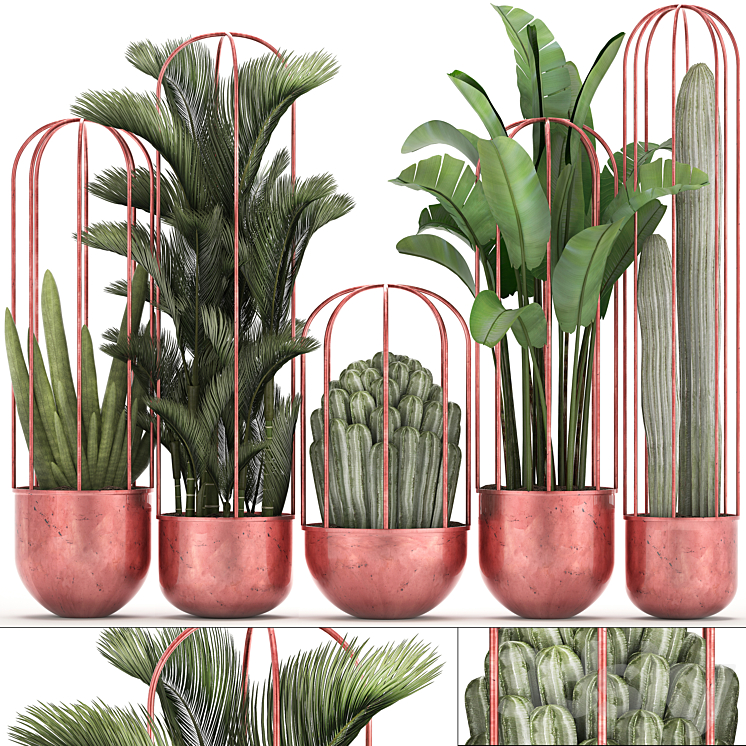 COLLECTION_OF_PLANTS_326_CACTI_PALM_COPPER_BANANA_DIPSIS_INDOOR 