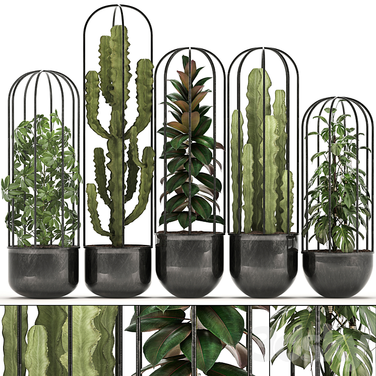 COLLECTION_OF_PLANTS_327_BLACK_POT_LOFT_FLOWERPOT_CACTUS_SPURGE 