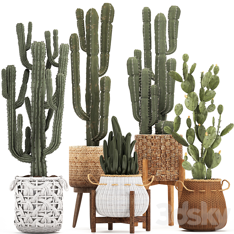 COLLECTION_OF_PLANTS_330_BASKET_RATTAN_PRICKLY_PEAR_INDOOR_CACTUS 