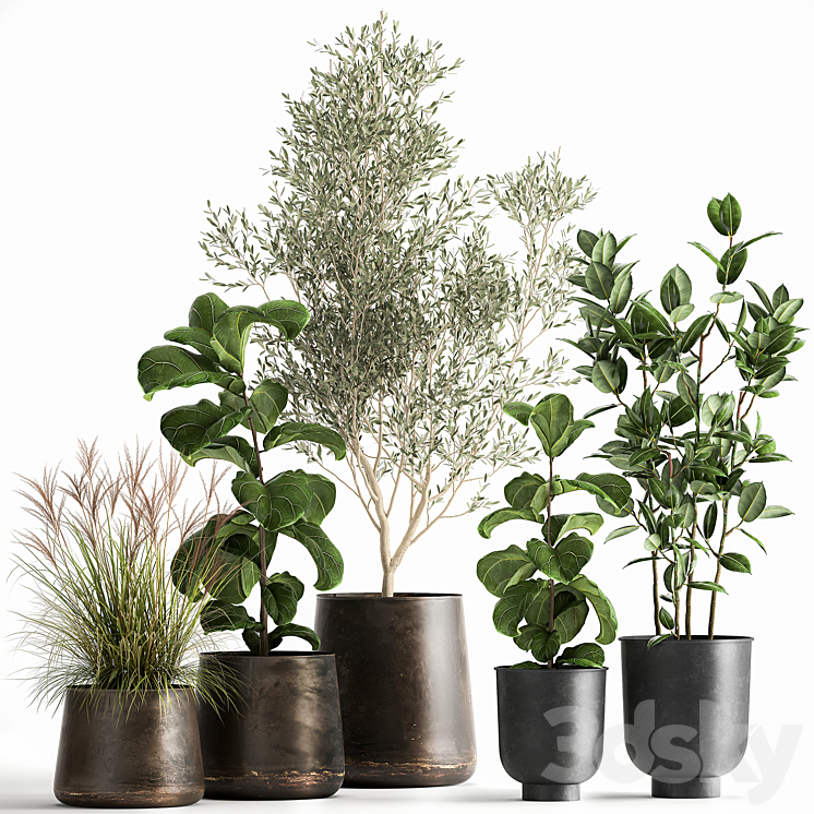 COLLECTION_OF_PLANTS_IN_BLACK_METAL_POTS_WITH_OLIVE_FICUS_LYRATA 
