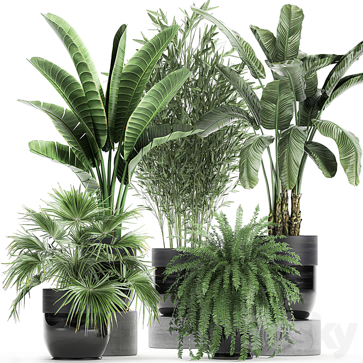 COLLECTION_OF_PLANTS_IN_BLACK_POTS_WITH_BAMBOO_BANANA_FAN_PALM_FERN 