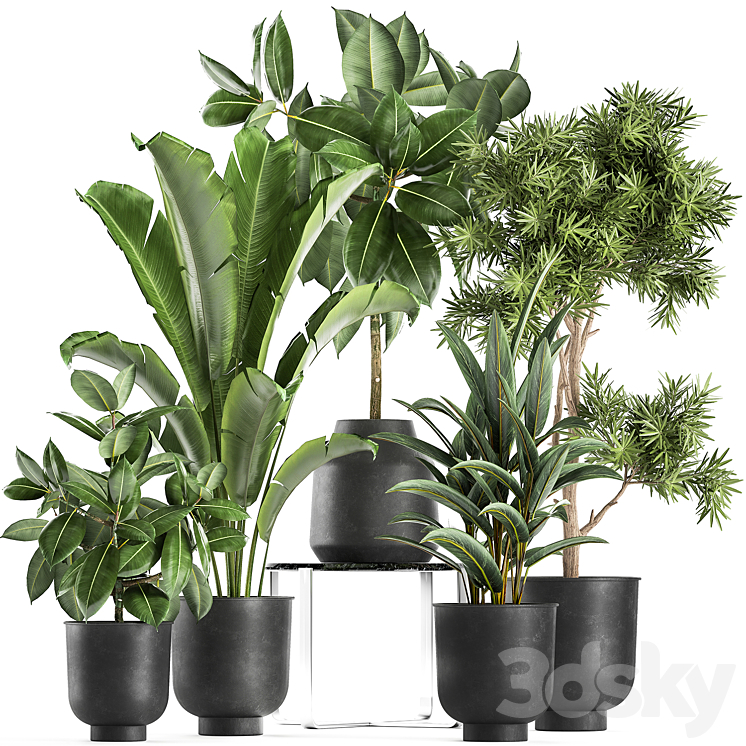 COLLECTION_OF_PLANTS_IN_BLACK_POTS_WITH_FIUCUS_TREE_BANANA_PALM 