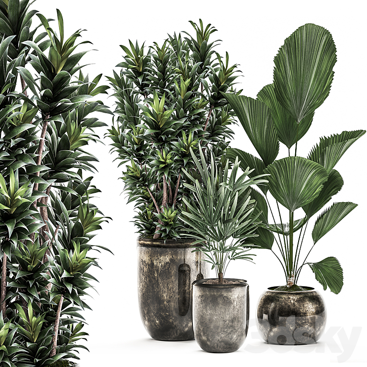 COLLECTION_OF_PLANTS_IN_LUXURY_POTS_WITH_DRACAENA_LICUALA_PALM_RAPIS 