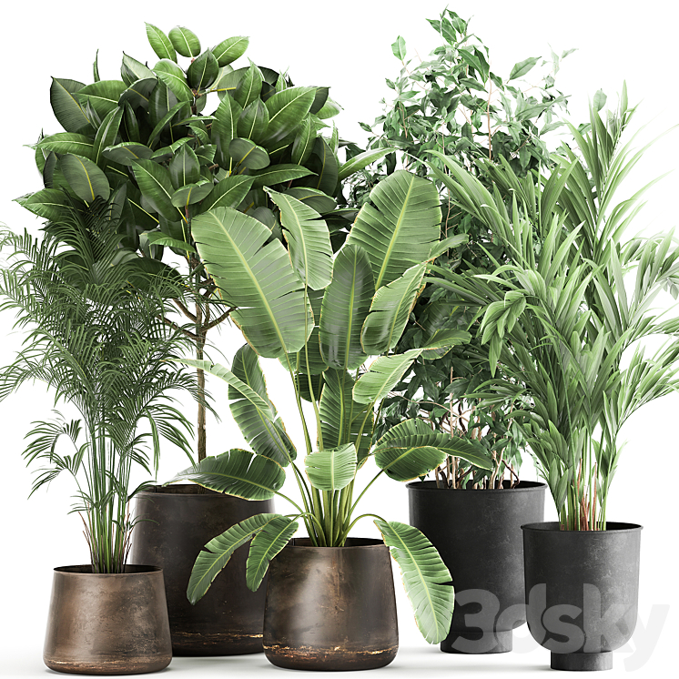 COLLECTION_OF_PLANTS_IN_METAL_POTS_AND_VASES_STRELITZIA_RAVENALA 