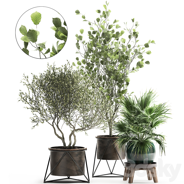 COLLECTION_OF_PLANTS_IN_POTS_WITH_OLIVE_TREE_FICUS_FAN_PALM_HAZEL 