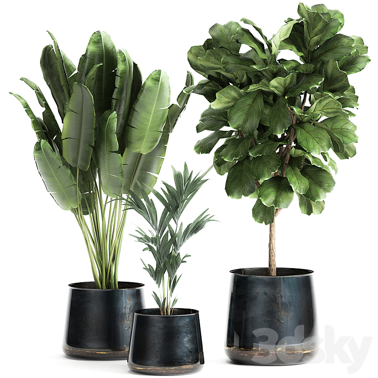 COLLECTION_OF_PLANTS_IN_STYLISH_POTS_WITH_A_SMALL_TREE_FICUS_LYRATA 