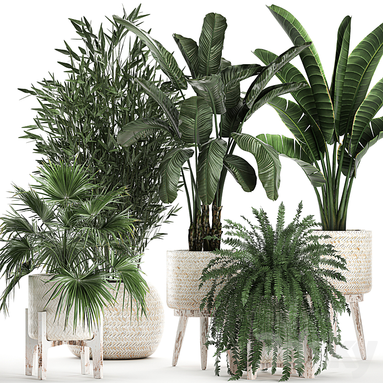 COLLECTION_OF_PLANTS_IN_WHITE_BASKETS_WITH_FAN_PALM_FERN_BAMBOO 