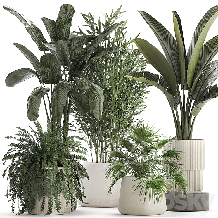 COLLECTION_OF_PLANTS_IN_WHITE_FLOWER_POTS_WITH_BANANA_PALM_RAVENALA 