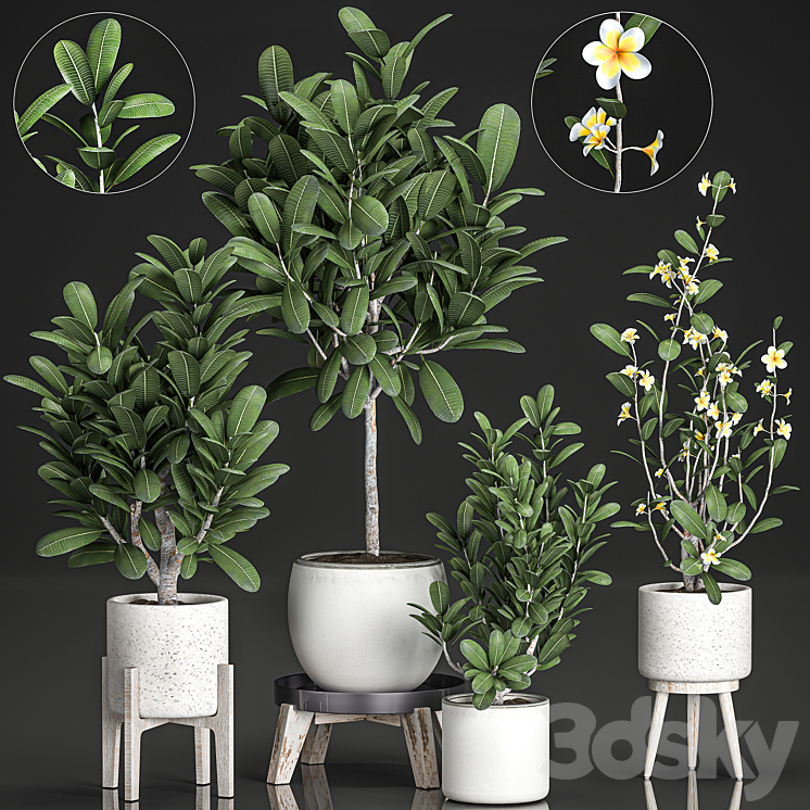 COLLECTION_OF_PLANTS_OF_SMALL_EXOTIC_FLOWERING_TREES_IN_WHITE_POTS 