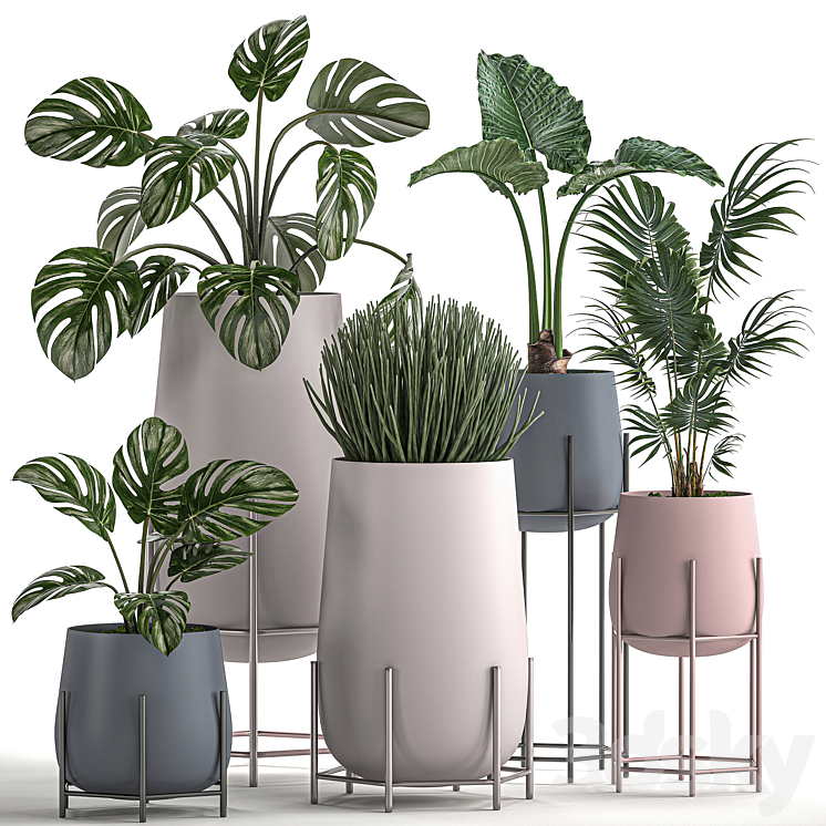 COLLECTION_OF_SMALL_INDOOR_PLANTS_IN_MODERN_POTS_ON_LEGS_WITH_MONSTERA 