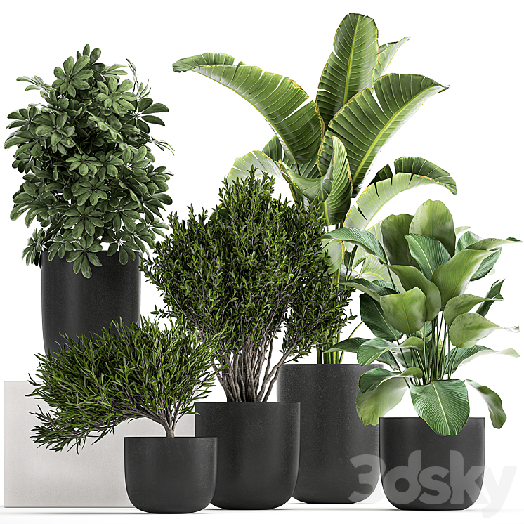 COLLECTION_OF_SMALL_PLANTS_AND_TREES_IN_BLACK_POTS_WITH_BANANA_PALM 