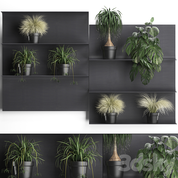 COLLECTION_OF_SMALL_PLANTS_BLACK_METAL_SHELF_WITH_FLOWERS_IN_POTS 