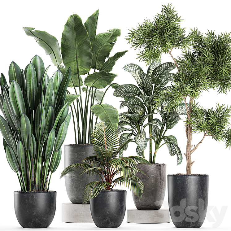COLLECTION_OF_SMALL_PLANTS_IN_BLACK_POTS_WITH_BANANA_PALM_DIEFFENBACHIA 