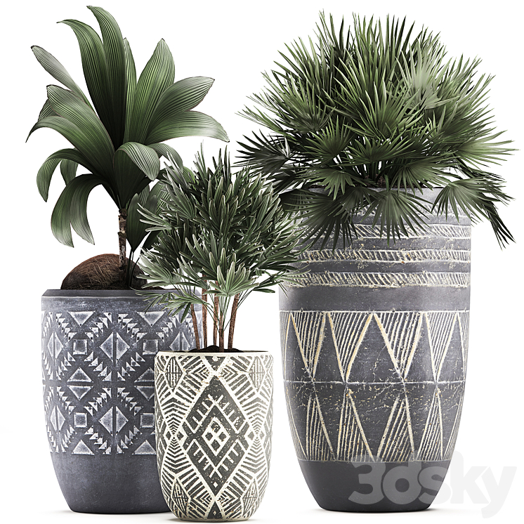COLLECTION_OF_SMALL_PLANTS_IN_ETHNIC_AGED_POTS_WITH_COCONUT_NUTSIFERA 