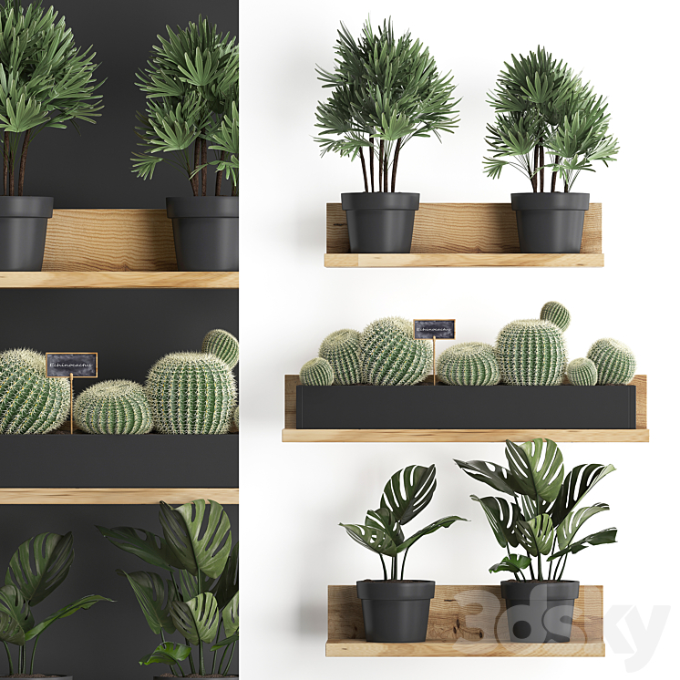 COLLECTION_OF_SMALL_PLANTS_VERTICAL_GARDENING_WOODEN_SHELF_WITH 