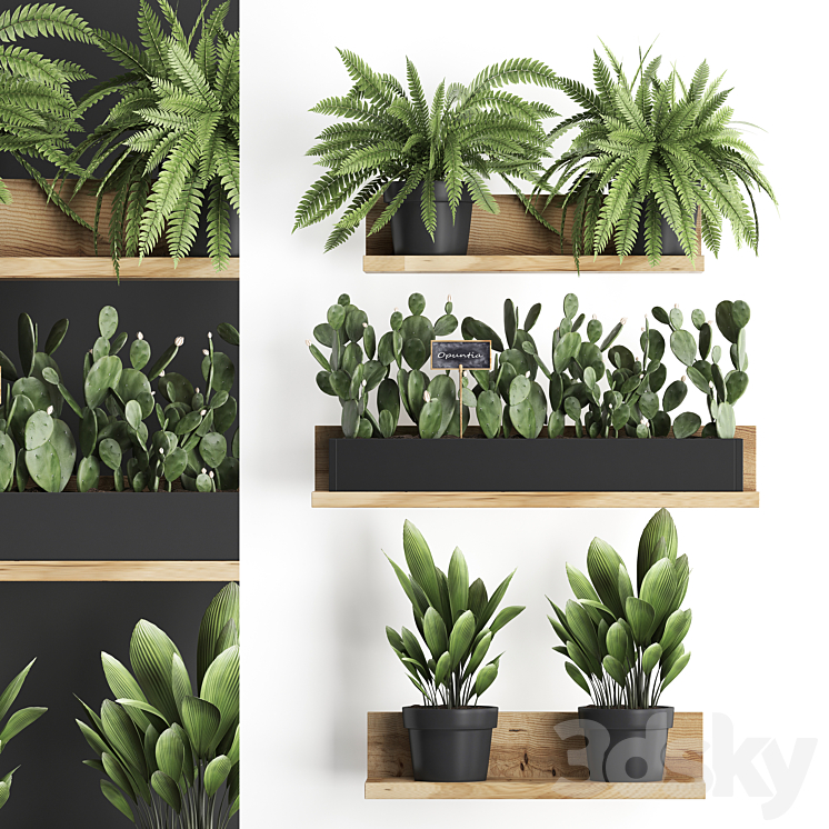 COLLECTION_OF_SMALL_PLANTS_WOODEN_SHELF_WITH_FLOWERS_IN_POTS_WITH 