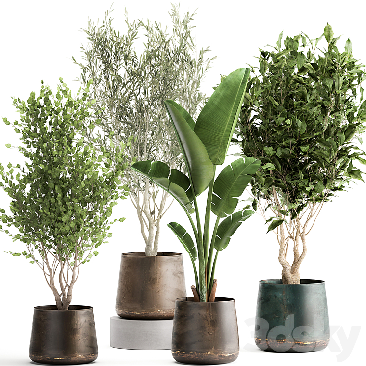 COLLECTION_OF_TREE_PLANTS_IN_OUTDOOR_METAL_RUSTY_POTS_BANANA_PALM 