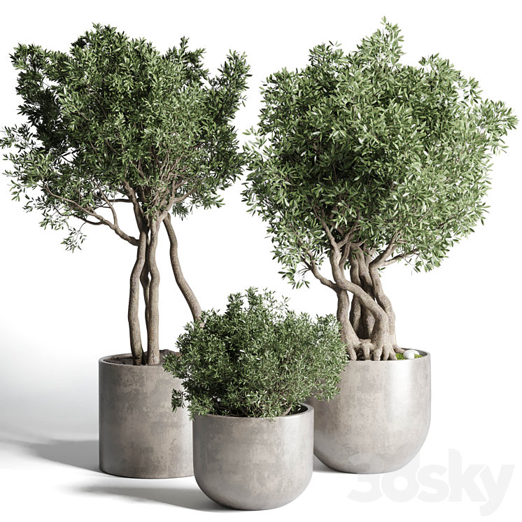 COLLECTION_OUTDOOR_INDOOR_PLANT_77_CONCRETE_DIRT_VASE_POT_TREE_BUSH 